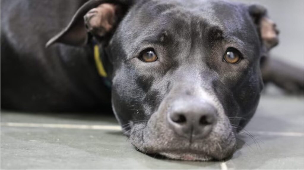 We are studying a way to talk to dogs and cats: obviously everything starts from the AI