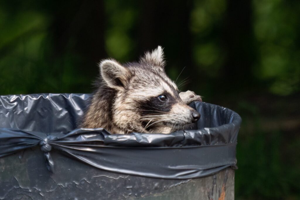 except that of the drunk raccoon