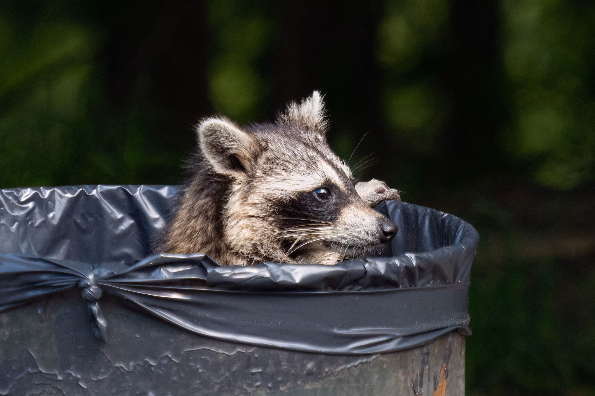 except that of the drunk raccoon
